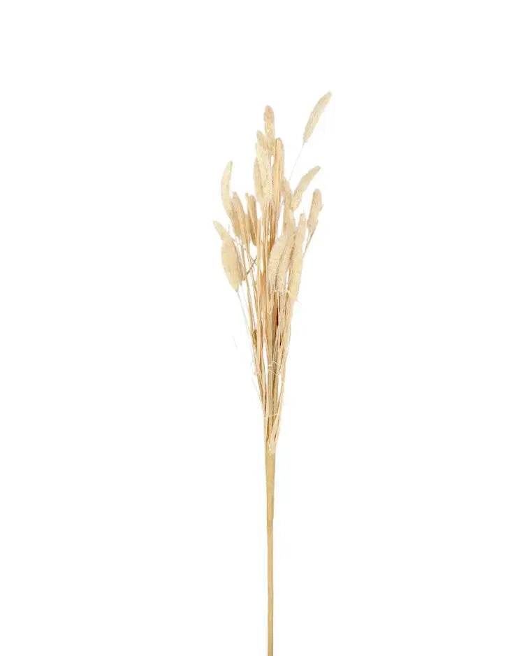 Konstväxt Kaninsvangräs, Beige