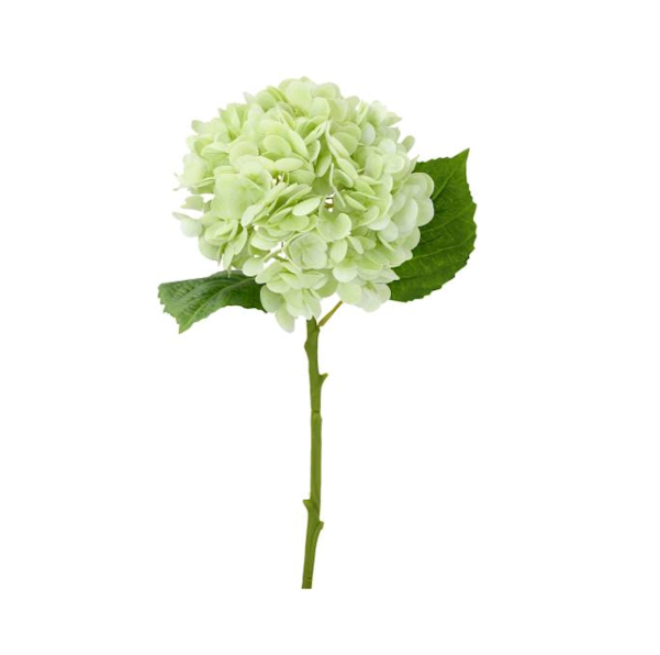 Konstväxt Hortensia, Grön